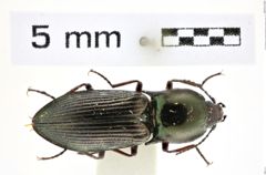 Foto (Dorsalansicht) von Selatosomus (Selatosomus) miyajimanus (Ôhira, 1971) (NHMW-ZOO-COL-0008367)